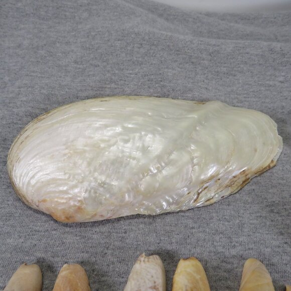 Hiatella arctica mother of pearl polished finish REAL with other shells - Picture 9 of 13